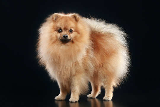 German Spitz Dog