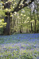 Bright fresh colorful Spring bluebell wood