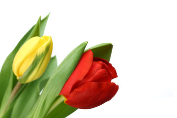 Fototapeta premium colorful tulips