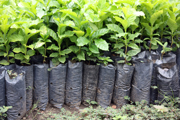 coltivazione di caffè in sud america