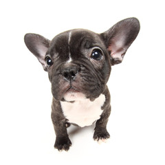 Bouledogue Français