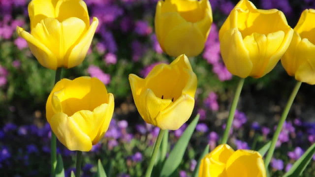 Tulpen