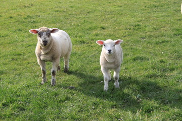 Fototapeta premium Two curious lambs standing in a field