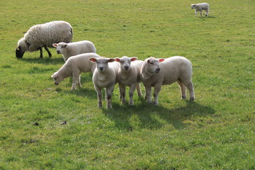 Fototapeta premium Some sheep and lambs in a field