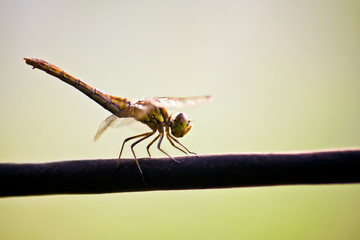 dragon-fly.