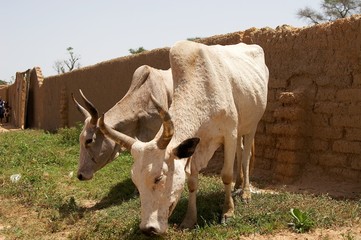 Krowy w Mali © fadamson