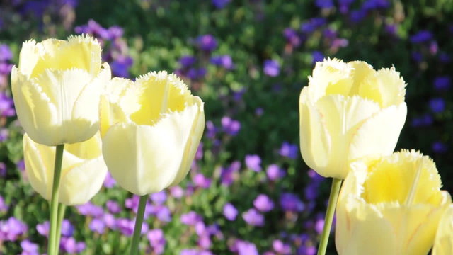 Tulpen