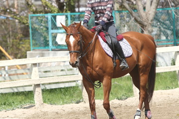 Fototapeta premium 乗馬