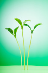 Fototapeta na wymiar Green seedling illustrating concept of new life