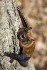 Common Noctule (Nyctalus noctula)