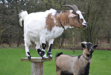 Ziege und Bock
