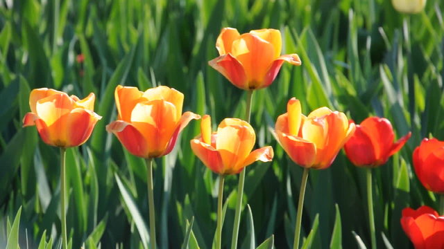 Tulpen