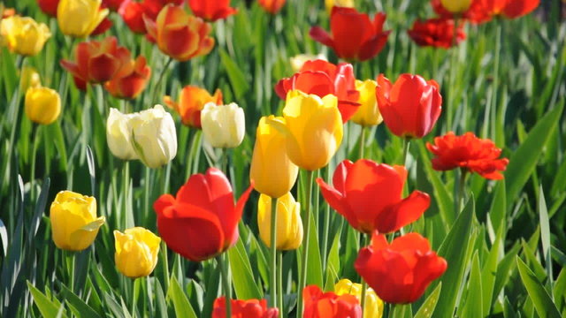 Tulpen
