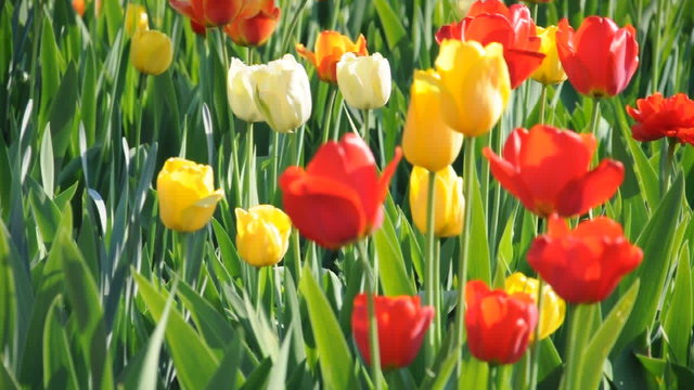 Tulpen