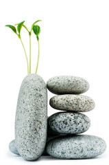 Fototapeta premium Pebbles and seedlings - alternative medicine concept