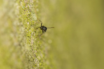 Black ant