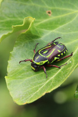 Black and Yellow Fiddler Beetle