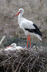 Storchenpaar im Nest