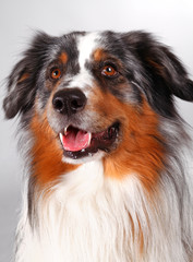 Australian shepherd