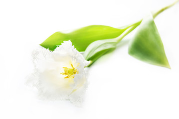 fringed white tulip isolated on white background