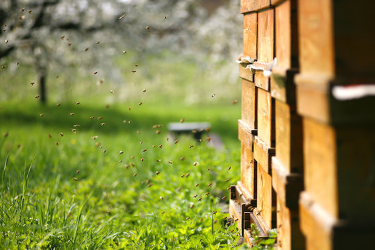 Bienenschwarm vor ihrem Stock in einer Obstwiese