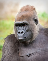 Female Gorilla