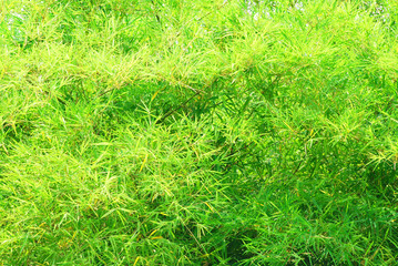 the green bamboo leaf texture in nature