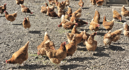 Freilebende Hühner 1