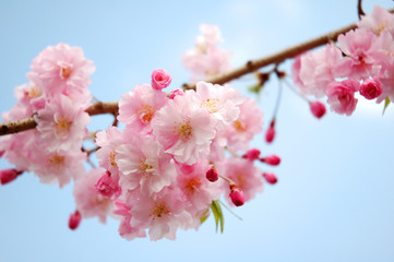 Sakura, Cherry Blossom