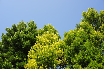 Fukugi tree-1