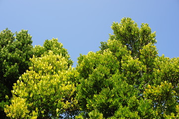 Fukugi tree-2