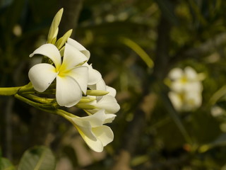 Frangipani, Plumeria