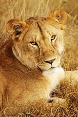 Masai Mara Lion