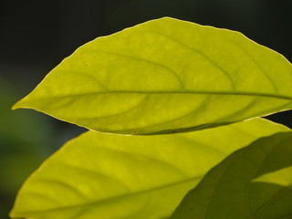 Green Leaves