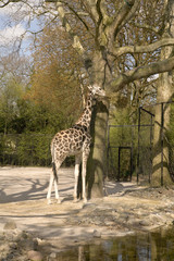 Giraffe beim Fressen