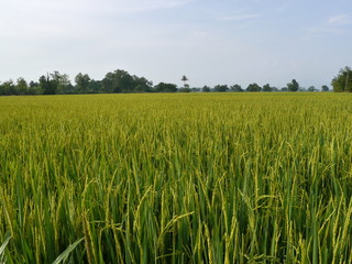 Rice Field with Blue Sky