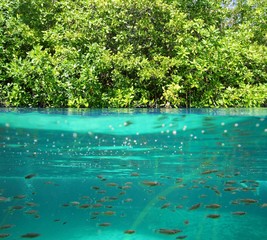 mangrove up down waterline real ecosystem