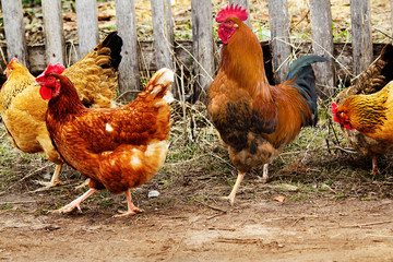 Birds  hens   cock  road  spring