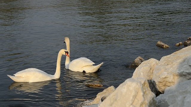 Cigni