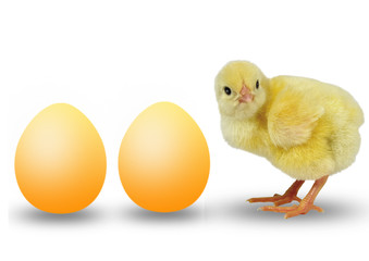 two eggs and small chicken