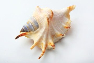 The seashell