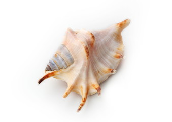 The seashell