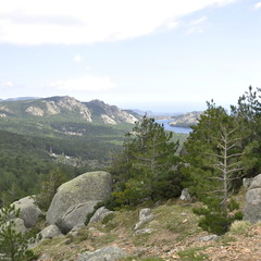Fototapeta na wymiar La forêt d'Ospedale, Corse