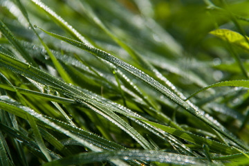 Green grass with drops