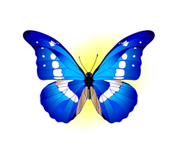 blue butterfly