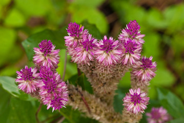 closeup of pink flower