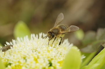 フキノトウのミツバチとアブ