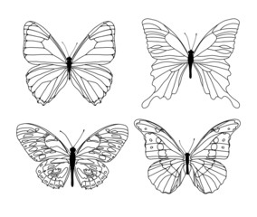 Obraz na płótnie Canvas black butterflies