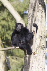 Siamang