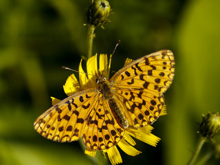 Butterfly on a yellow flower